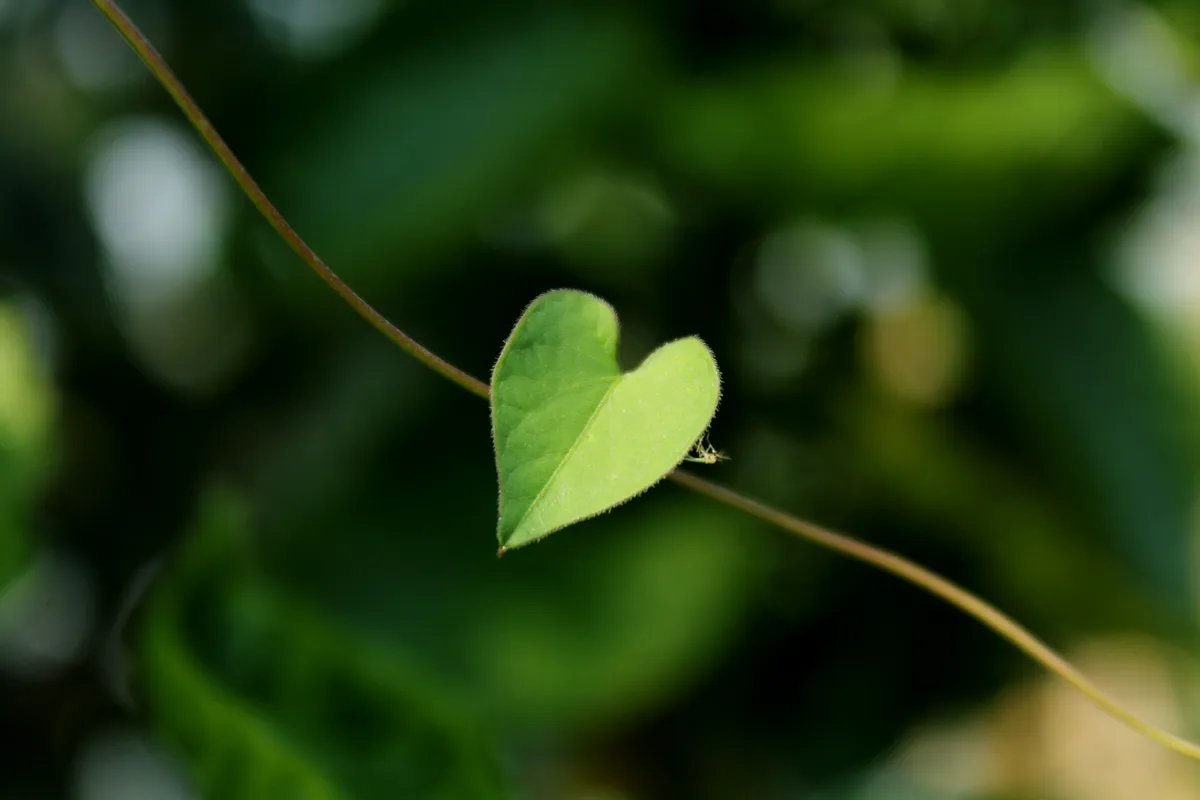 Your God Given Vision Starts With a Listening Heart