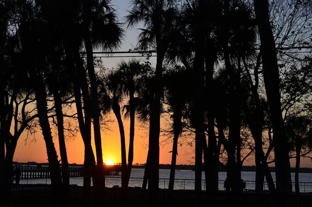 Florida palm trees