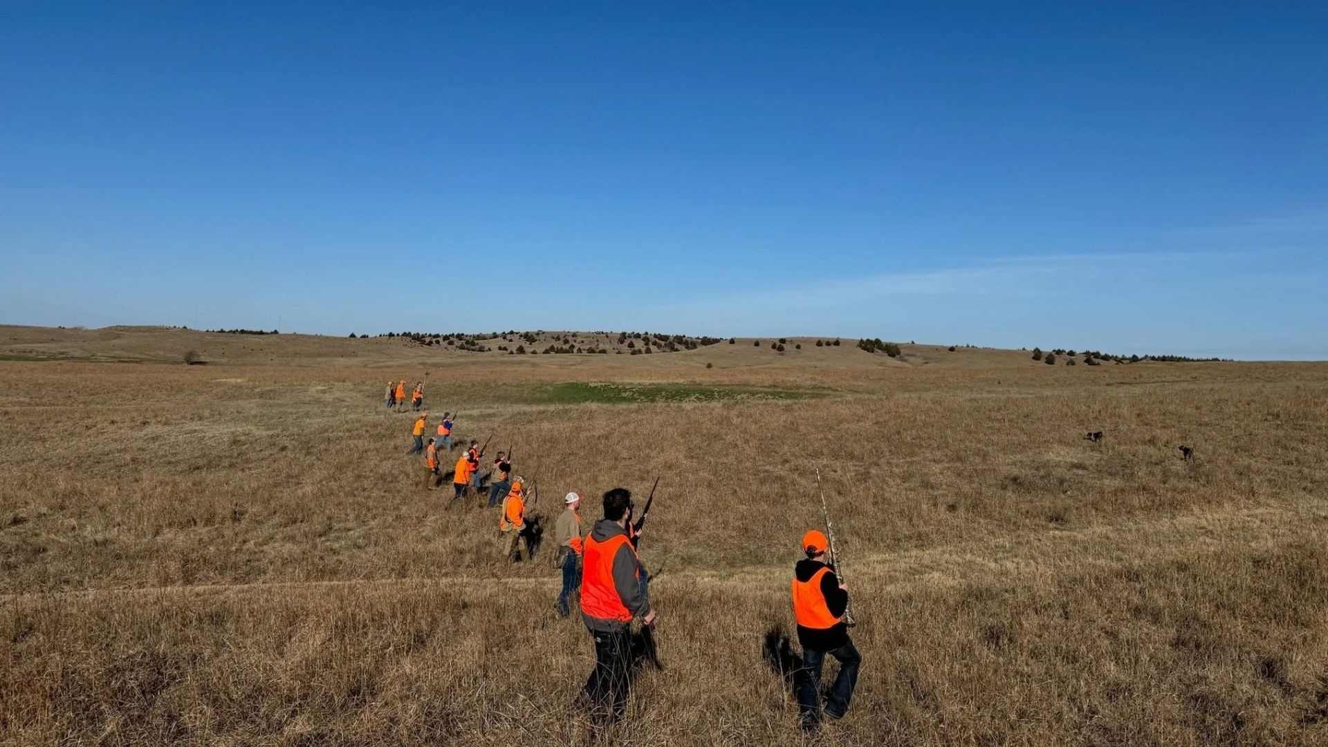 open range pheasant hunting at heartland gamebirds in kansas