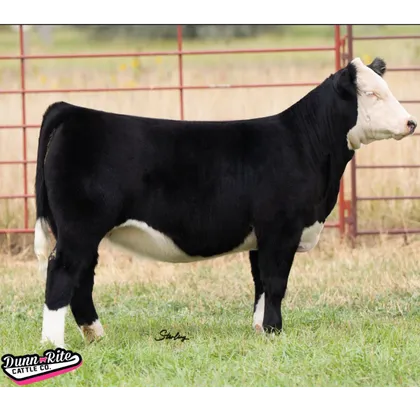 Cattle spread out across rolling pasture at sunset