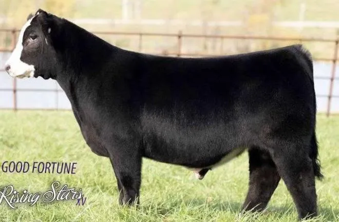 Individual show-type beef calf standing in pasture