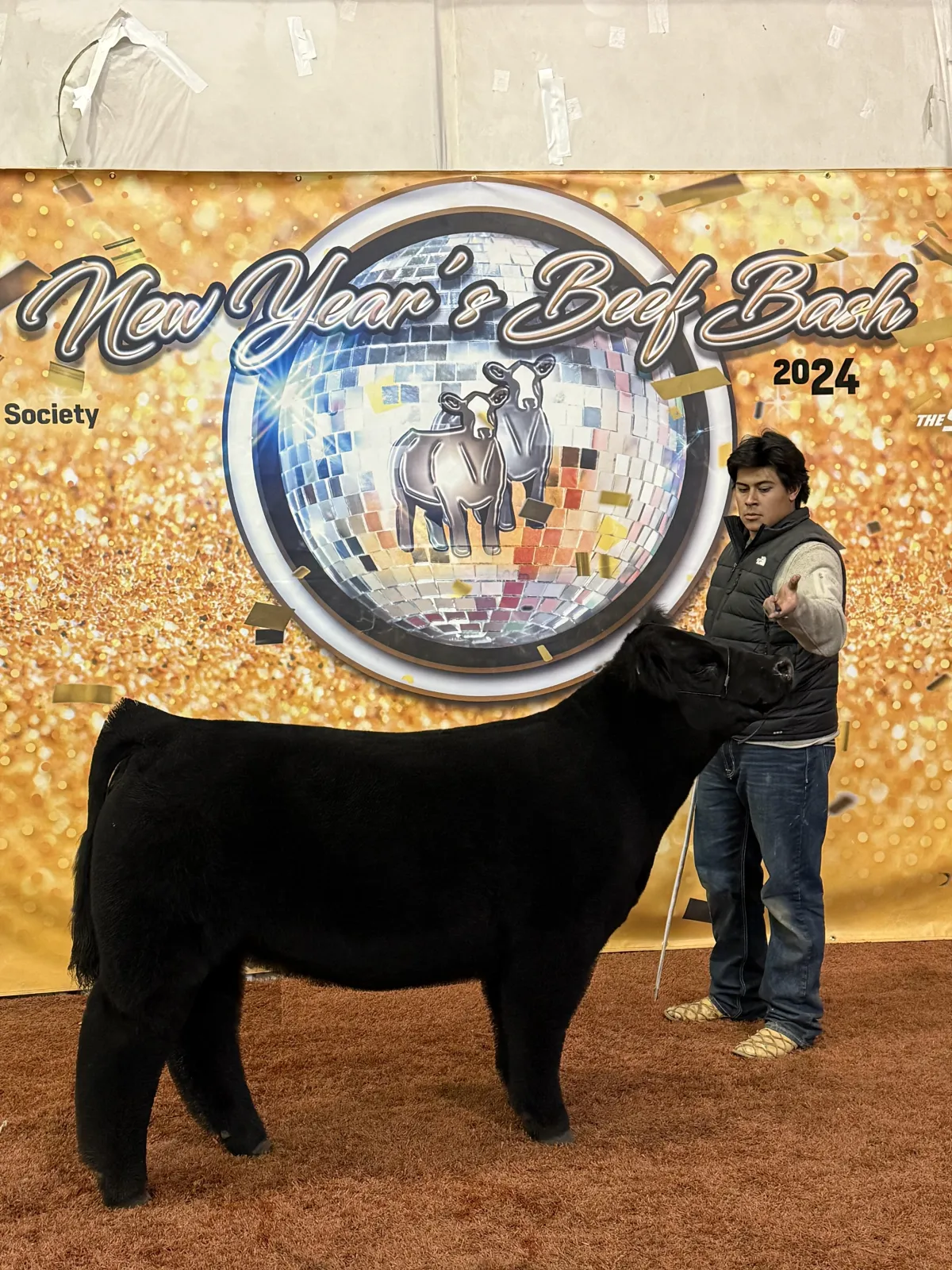 Close-up of beef cow with calm expression