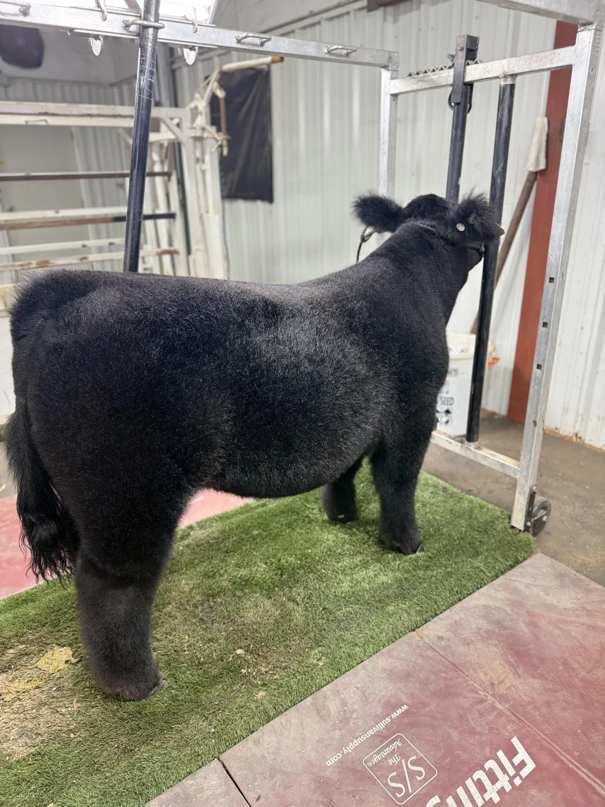 Rancher walking through pen checking cattle
