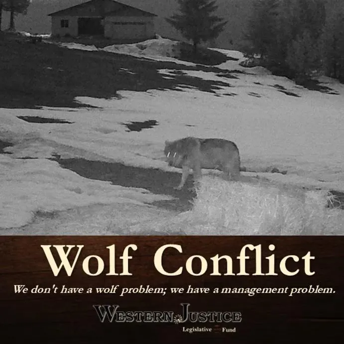 Wolf Conflict: It's A Management Problem