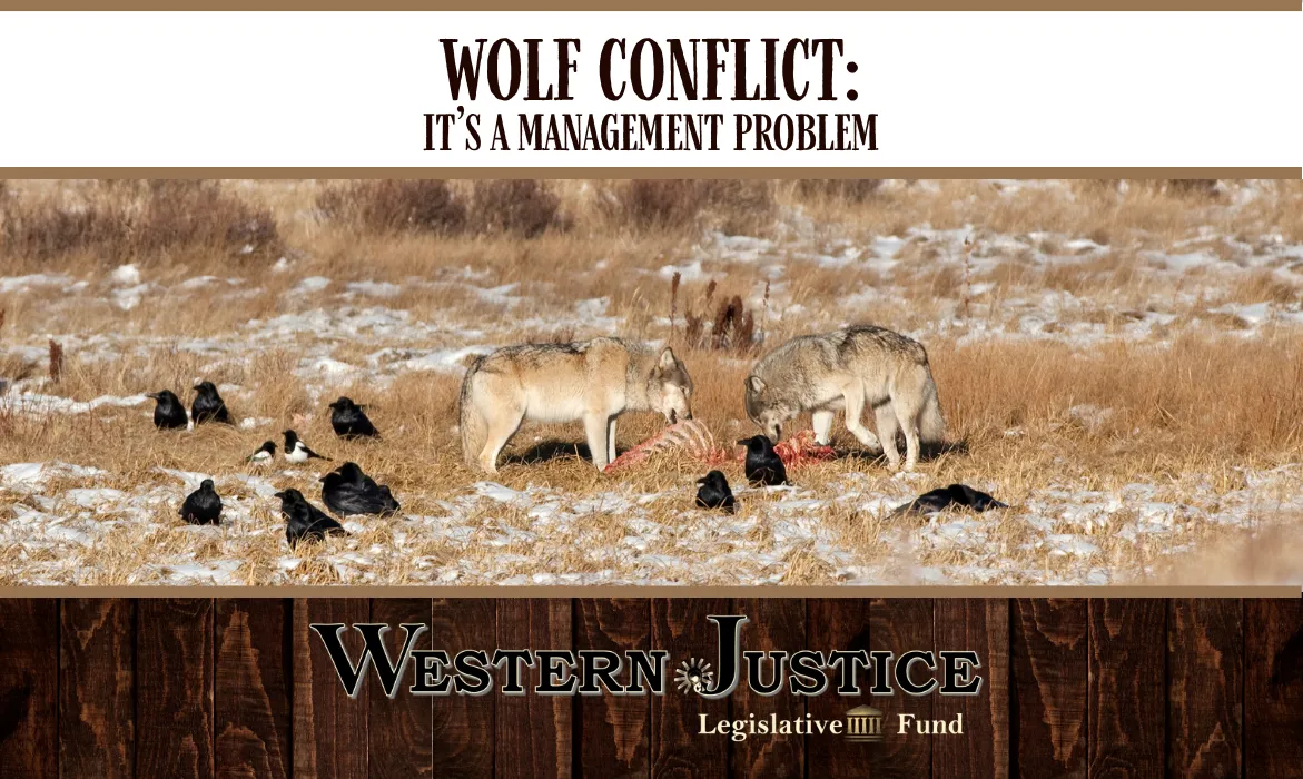 Wolf Conflict: It's A Management Problem