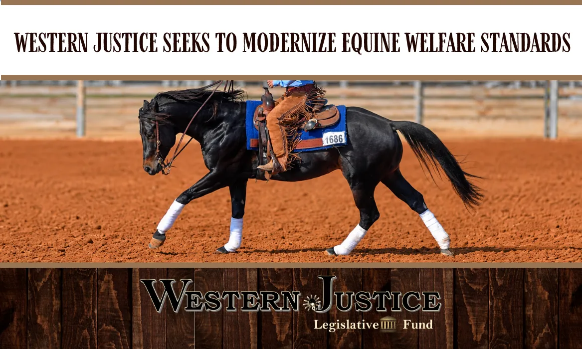 Western Justice Seeks to Modernize Equine Welfare Standards
