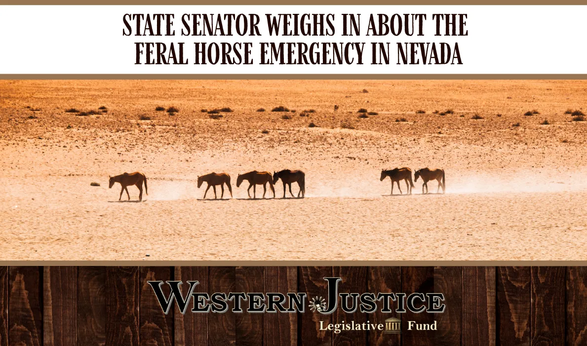 State Senator Weighs In About the Feral Horse Emergency in Nevada