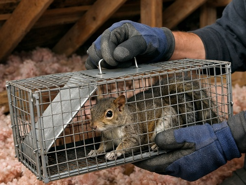 Squirrel Removal in Dolton, IL