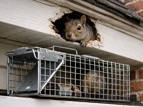 Harvey, IL Raccoon Removal