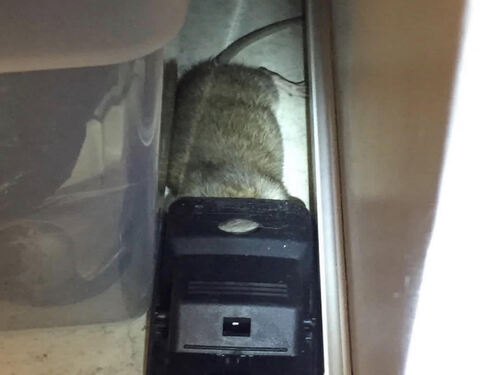 Termite Treatments Dolton, IL