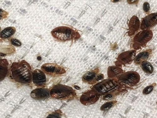 Insects & Bugs Extermination Dolton, IL