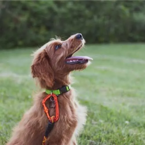 Premier dog training in Chester County