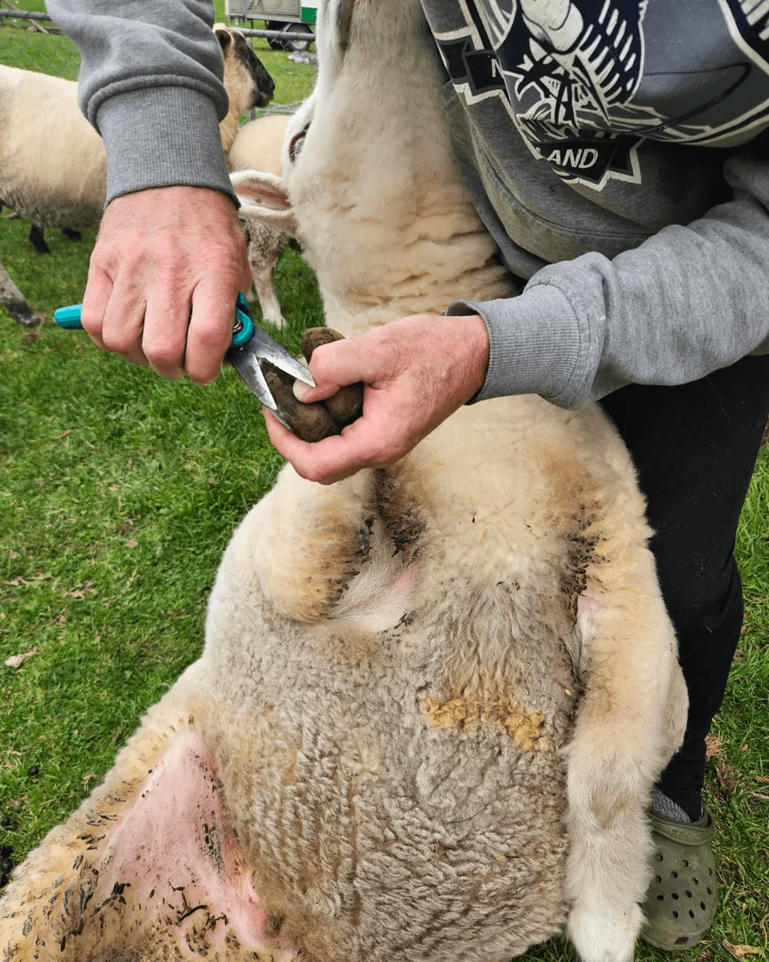 Animal health support including vaccinations drenching foot trimming and sheep care in Wairarapa