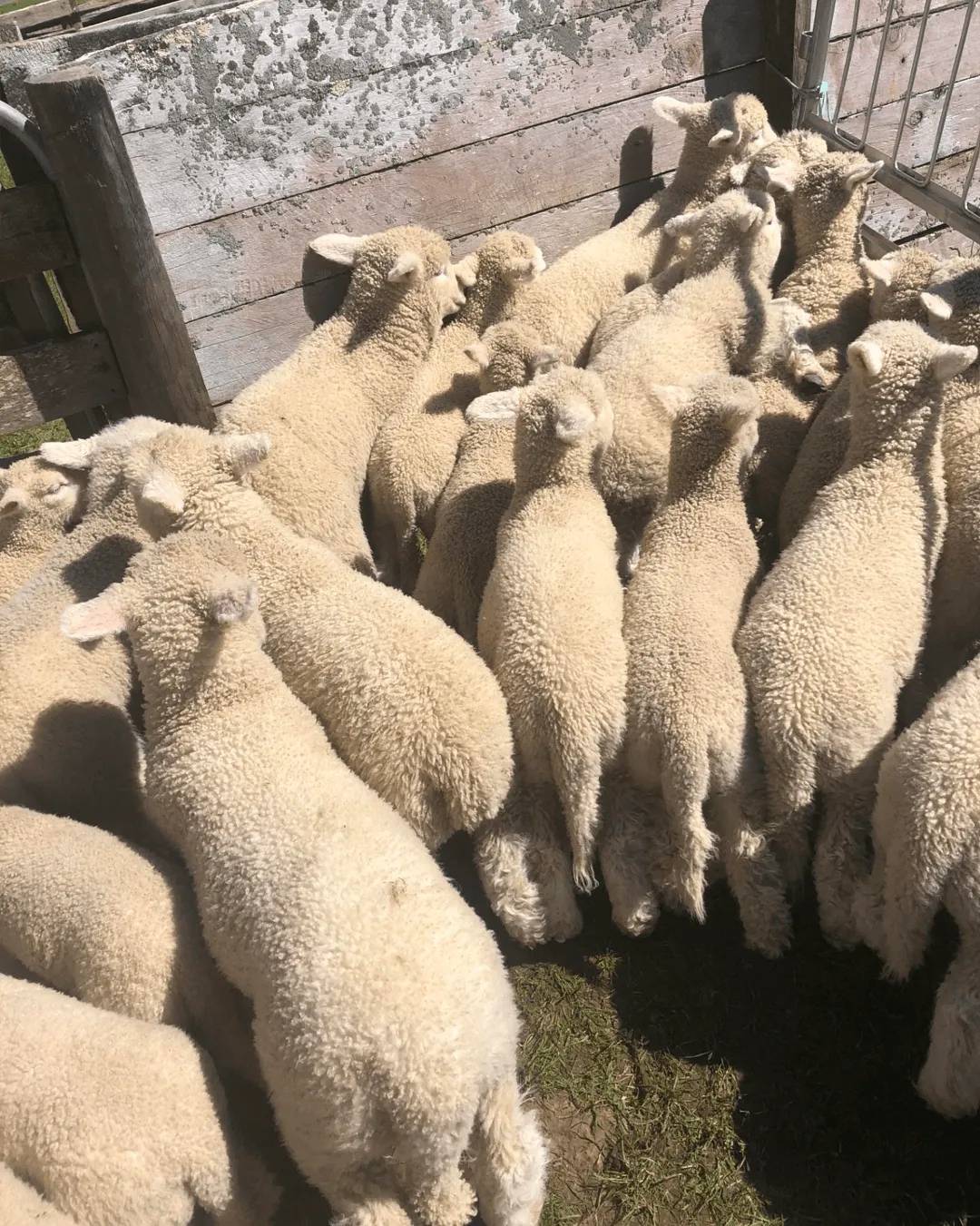 Docking and lamb care services supporting healthy sheep development in Wairarapa New Zealand
