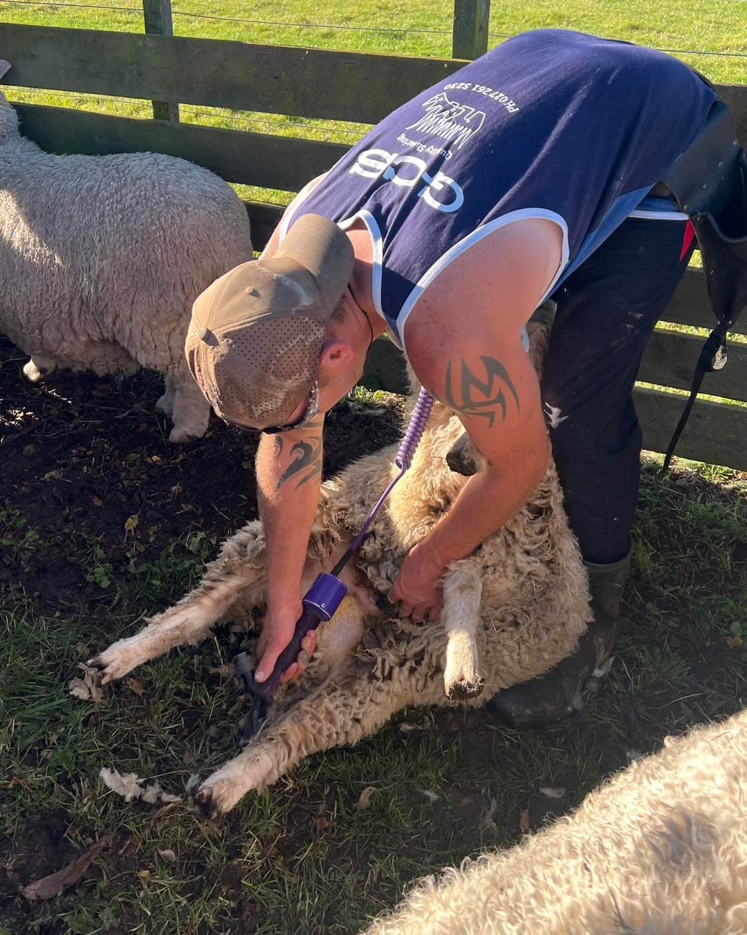 Crutching and dagging service helping improve sheep health and flystrike prevention in Wairarapa