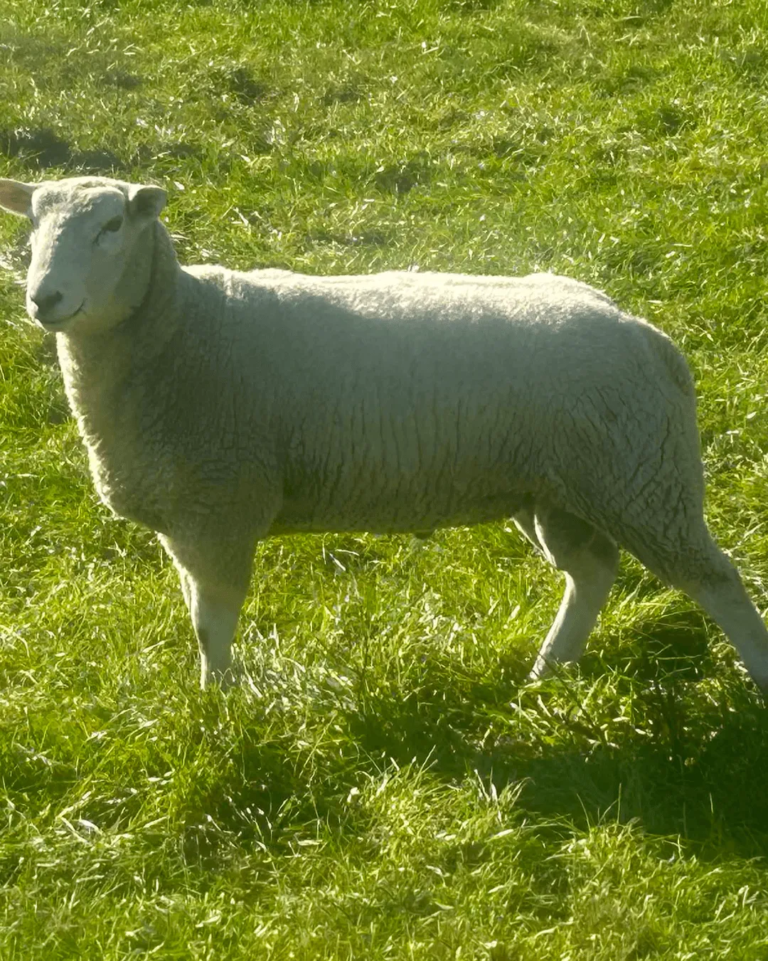Ram leasing service for sheep breeding and flock management in Wairarapa New Zealand