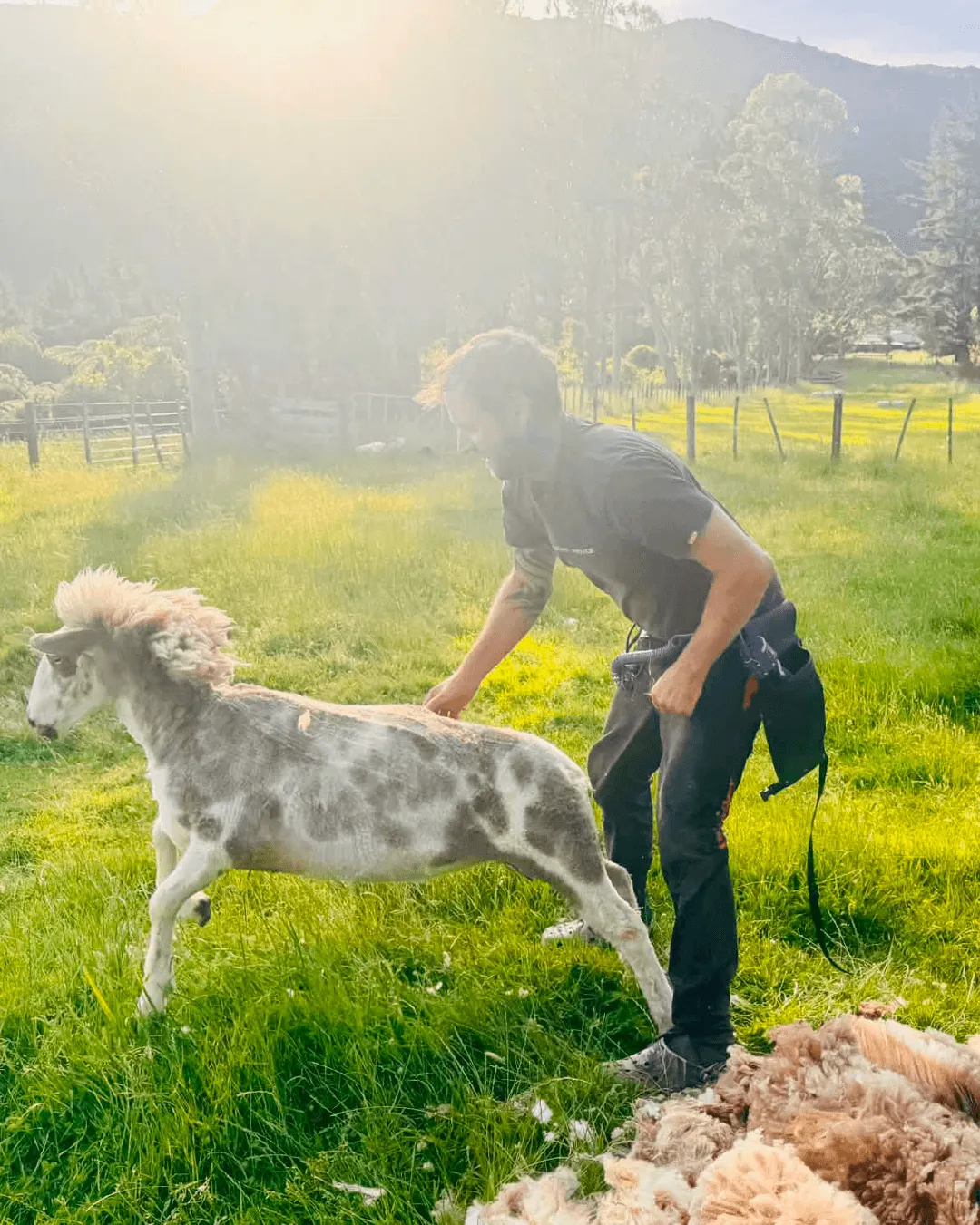 Professional sheep shearing service for lifestyle blocks and rural properties in Wairarapa New Zealand