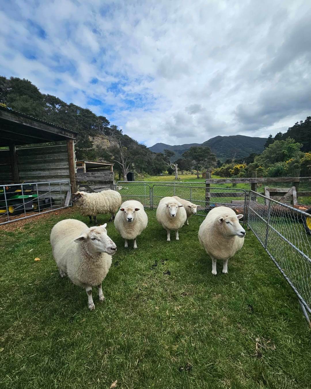 Healthy sheep flock on a lifestyle block property in Wairarapa New Zealand