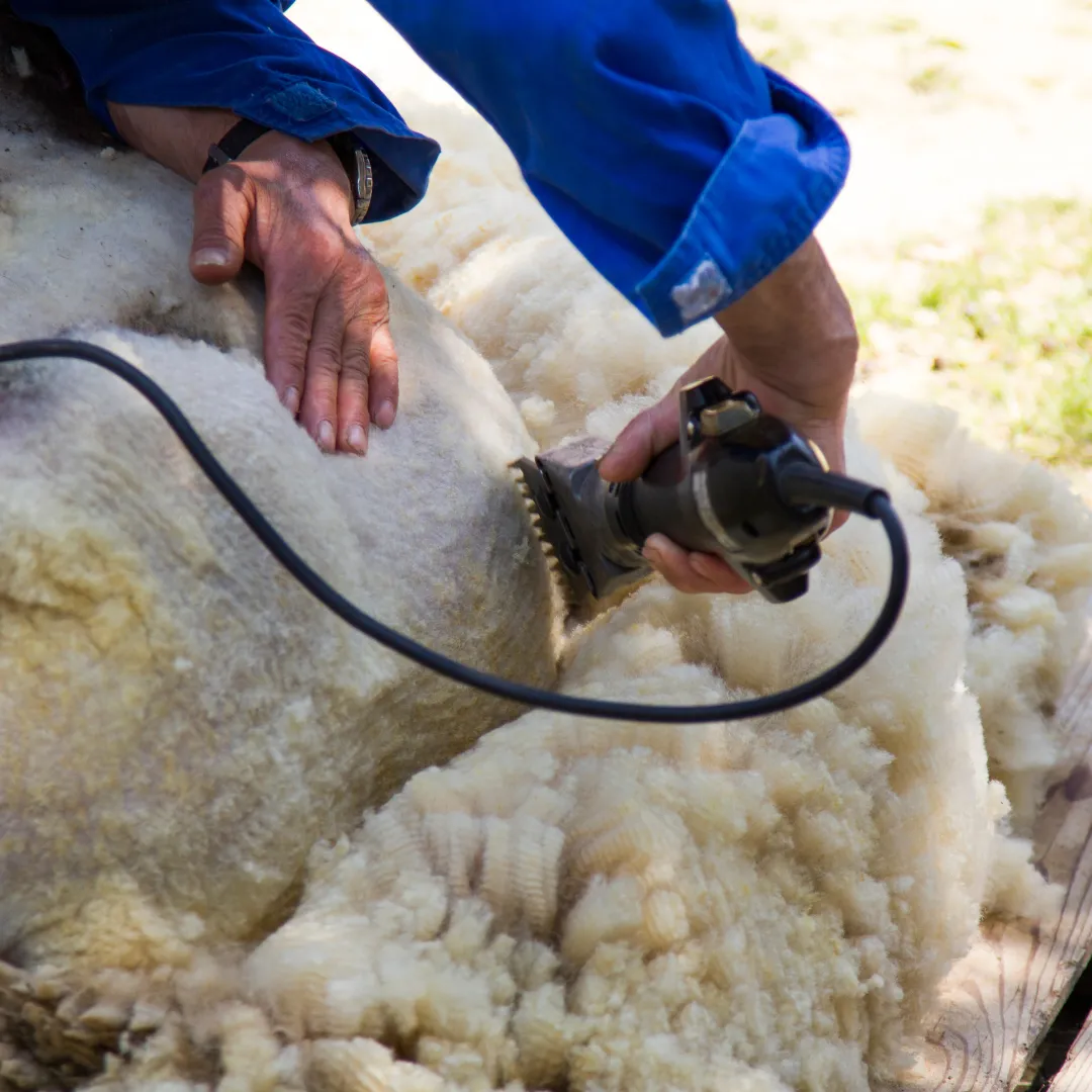 Full sheep shearing service Southland