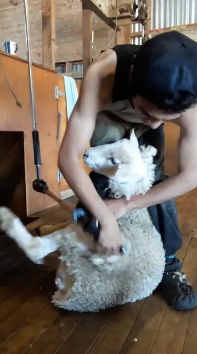 Professional shearer at work in Southland