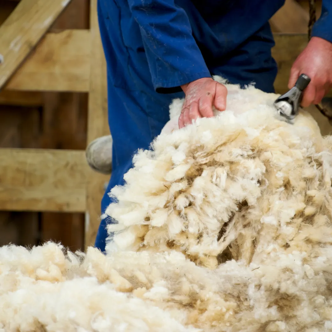 Gentle lamb shearing in Southland