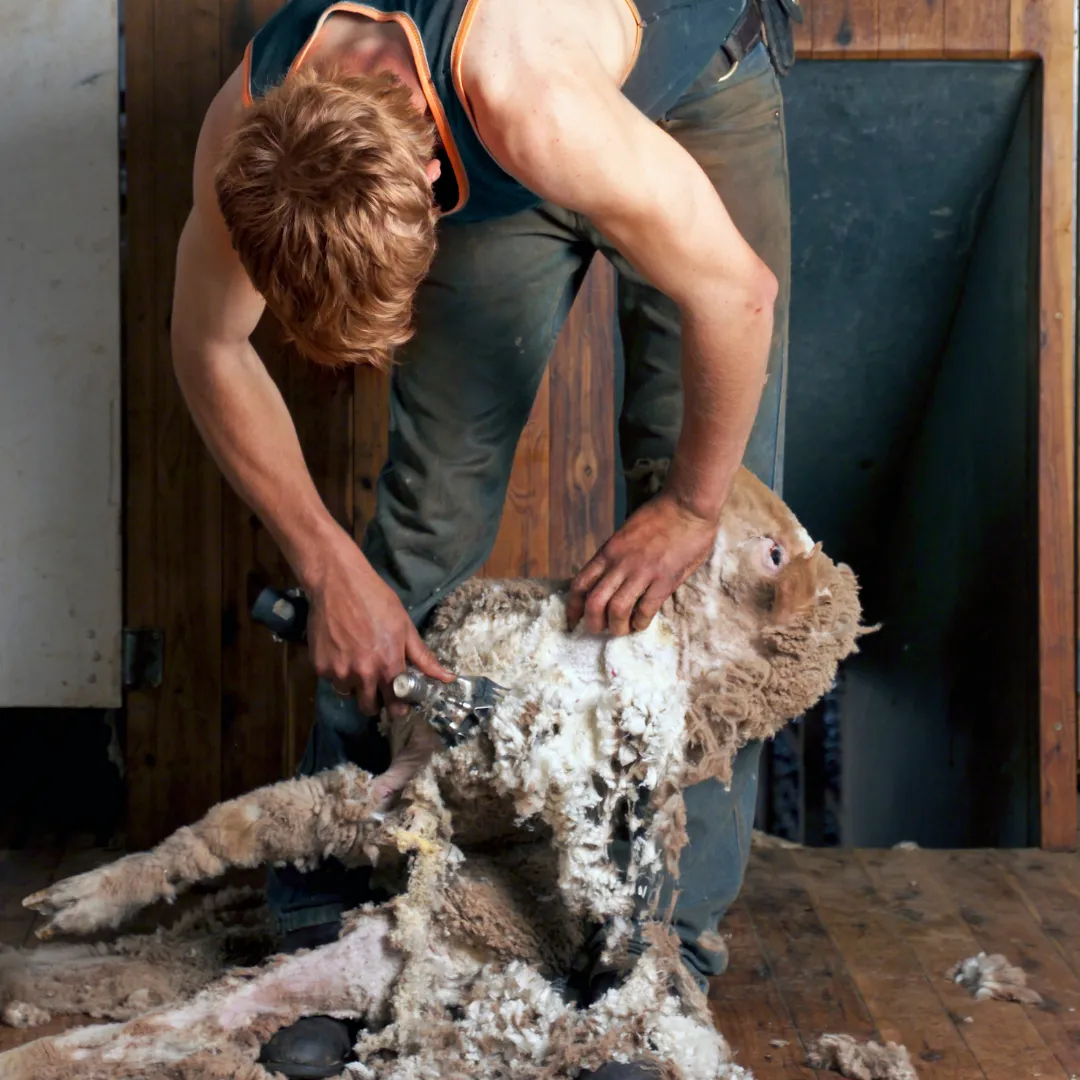 Safe and effective dagging service Southland