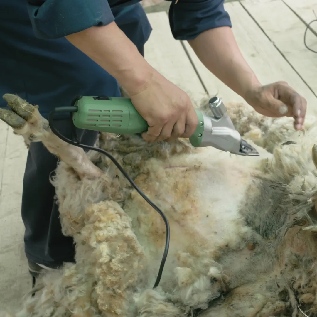 Belly crutching for clean and healthy flocks