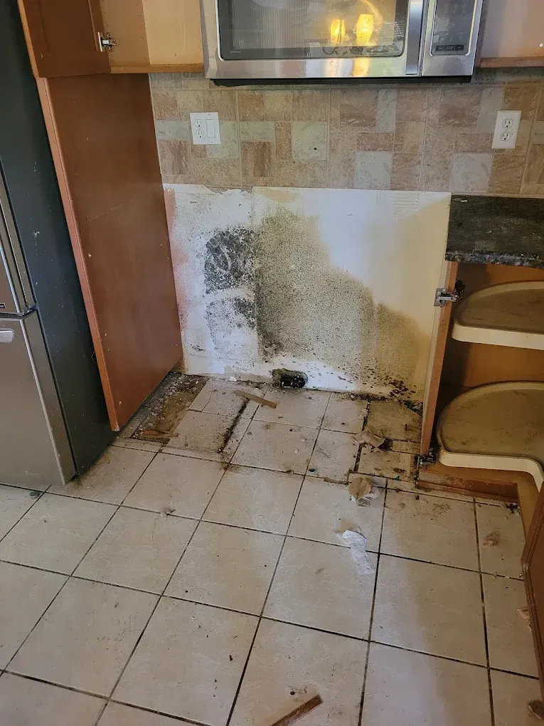 Clearwater Mold Cleanup
