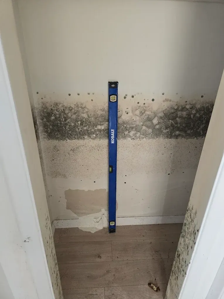 Mold Cleanup Tampa