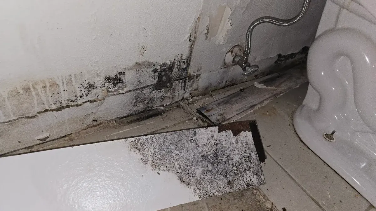 Tampa Mold Cleanup