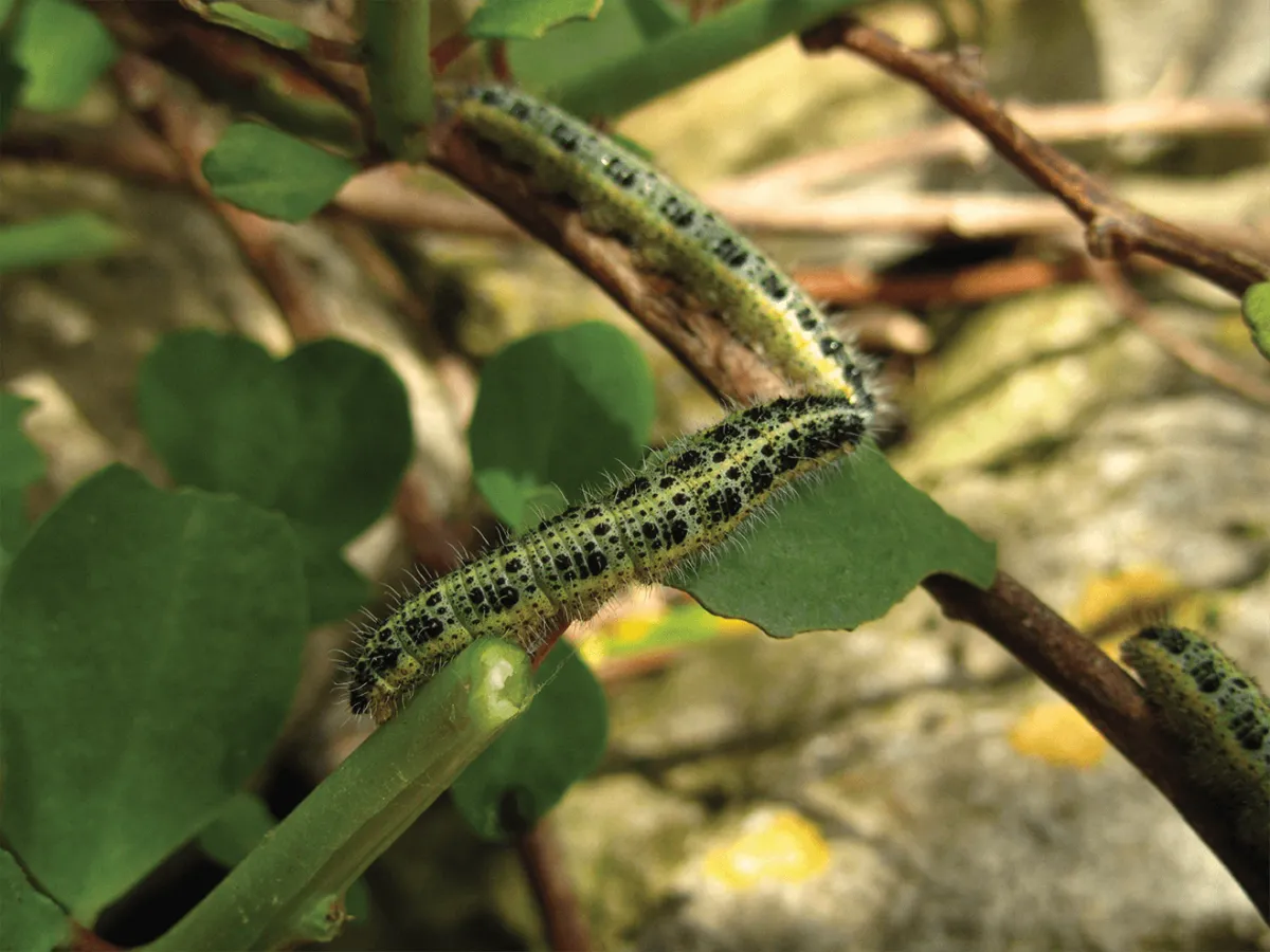 Processionária do Pinnheiro
