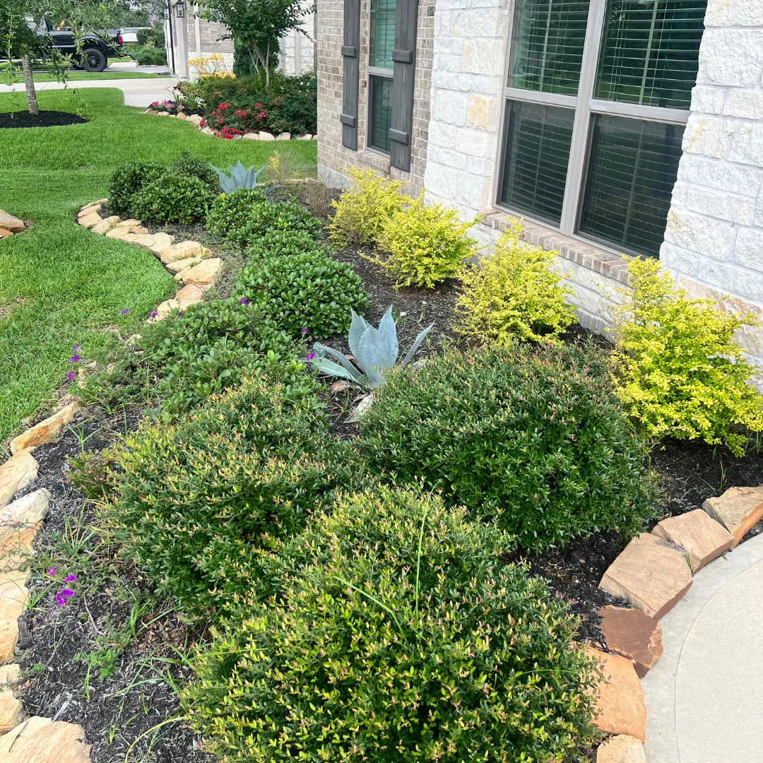 Plant Care & Maintenance in Cypress TX