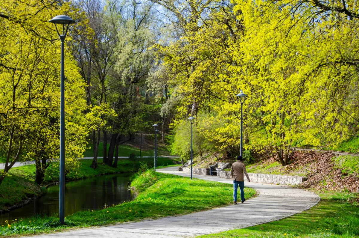 Person walking along a tree-lined path on a bright day