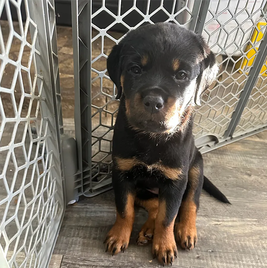 Steadfast Rotweiler Puppy