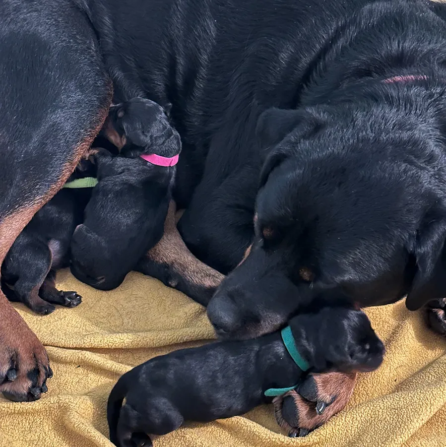 Rottweiler Dam with puppies