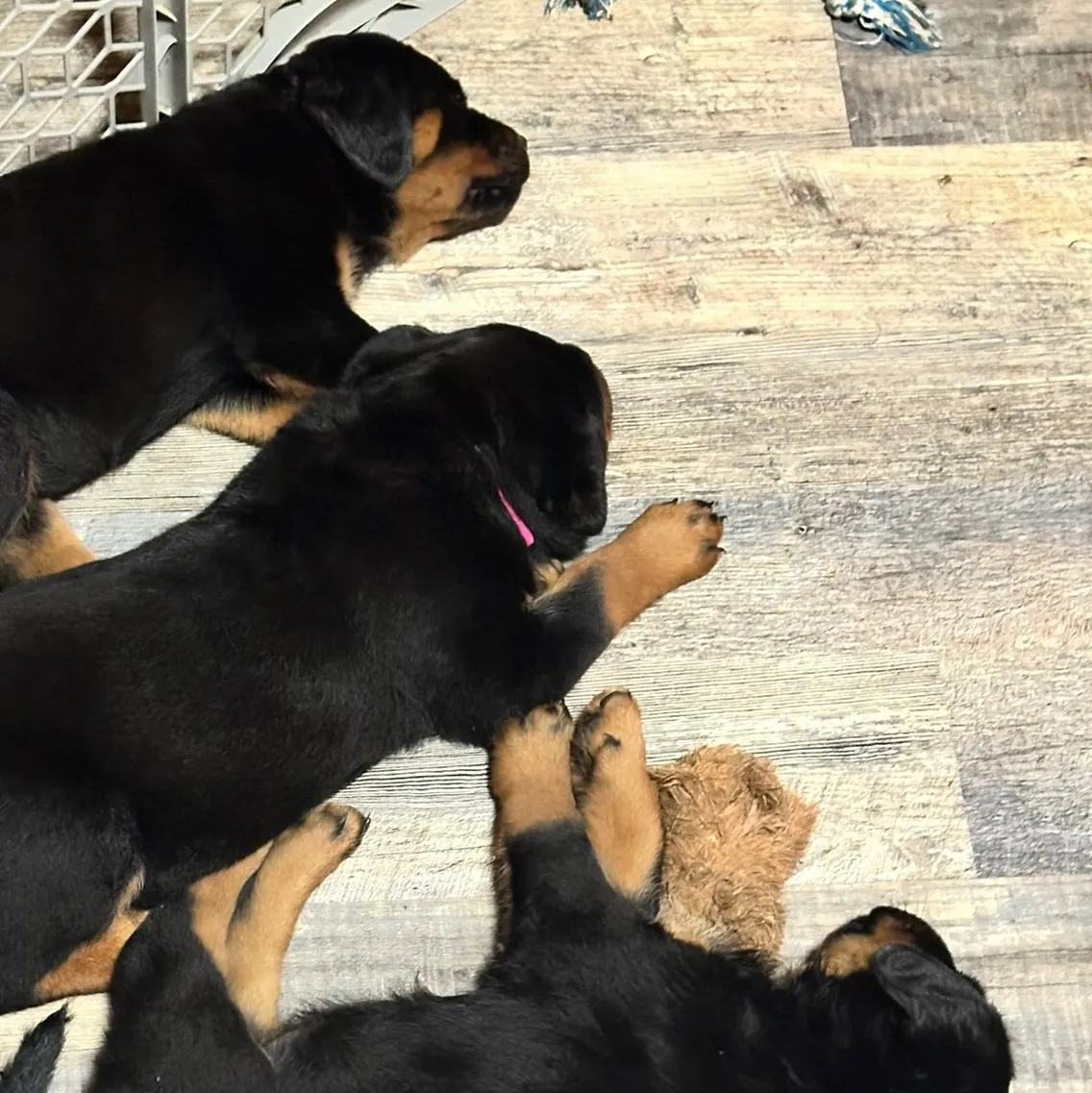 Rottweiler Puppy Tio