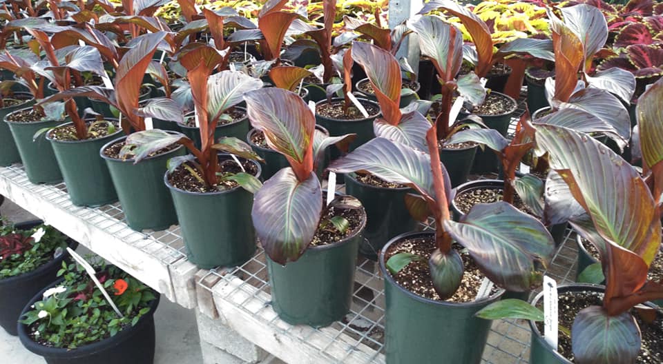 Fiddle Leaf Fig