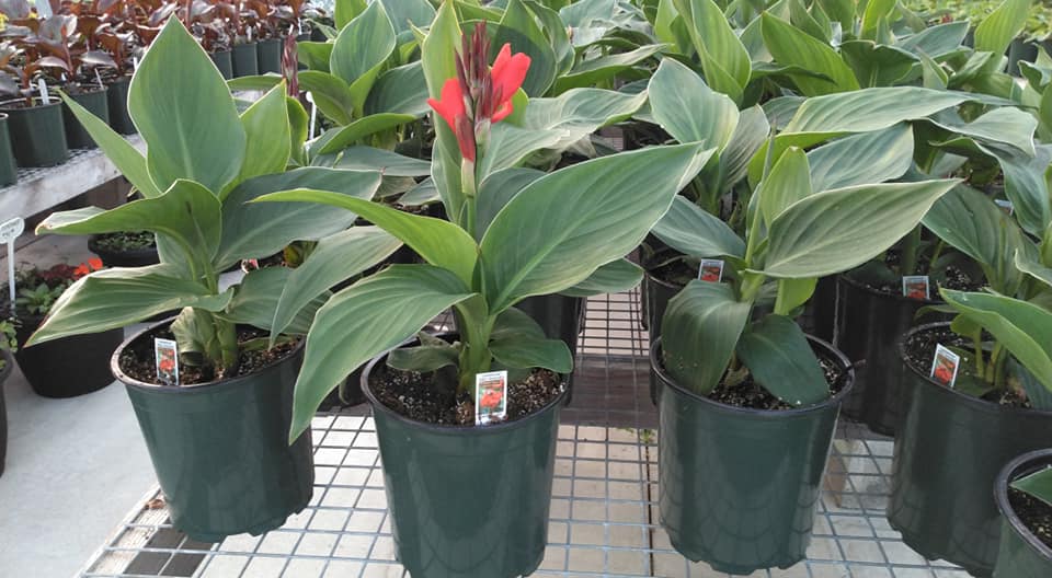 Snake Plant