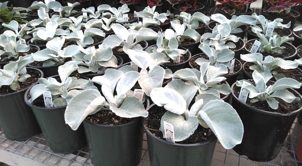 Peace Lily