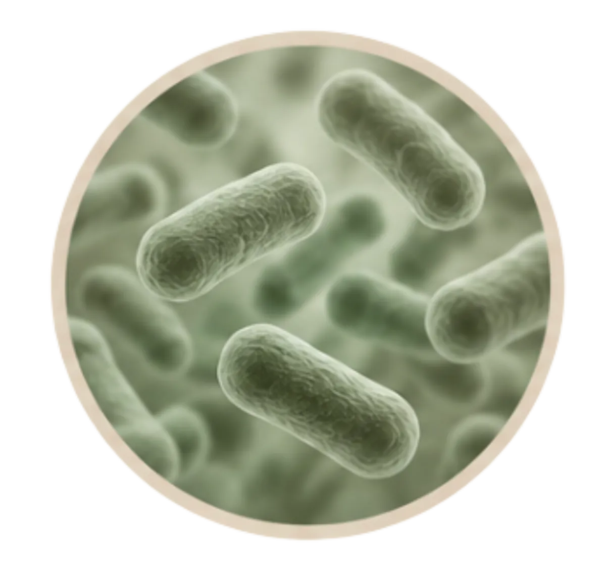 Lactobacillus probiotics for women's gut health and vaginal flora support.