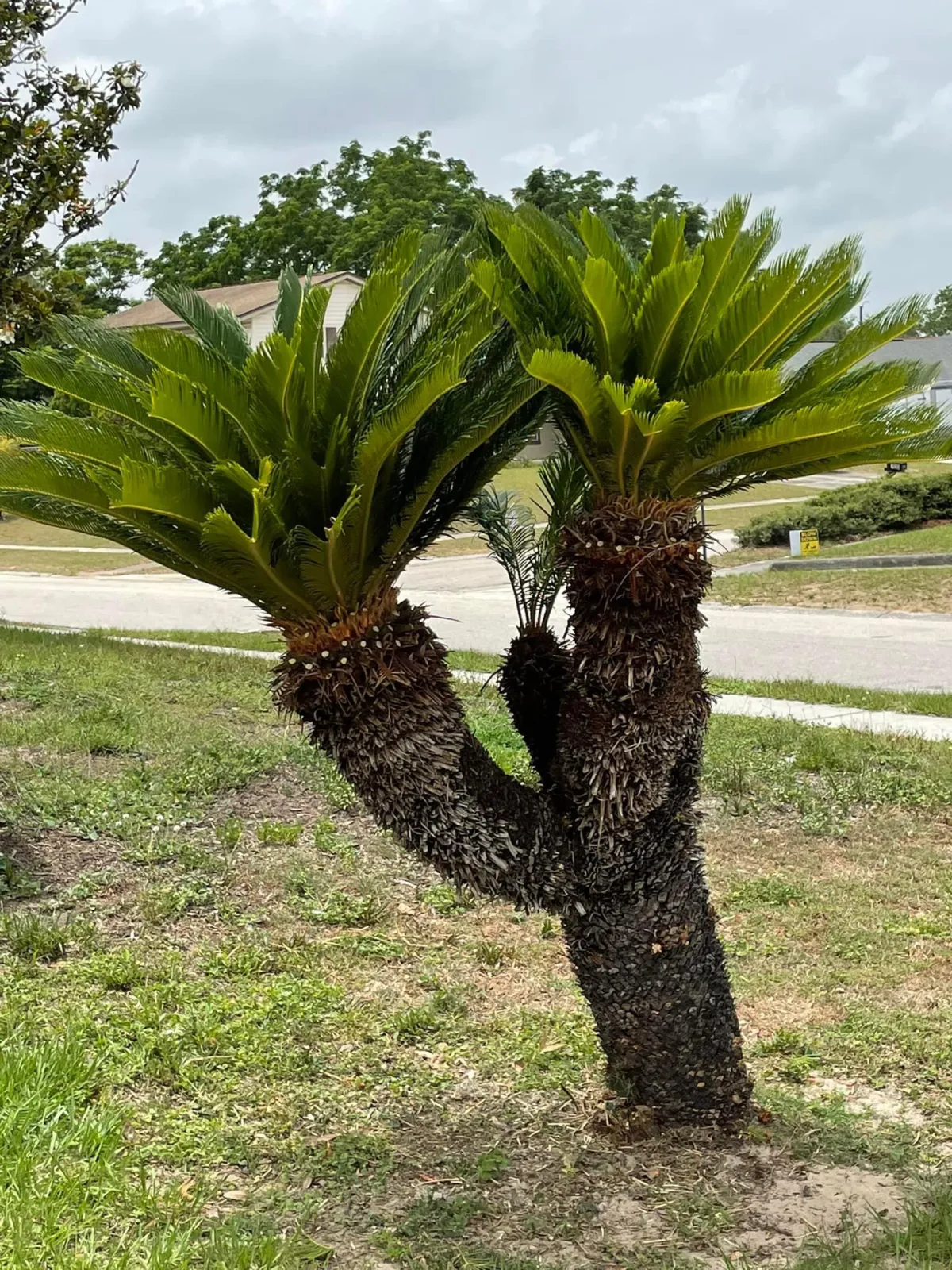 Tampa Landscapers