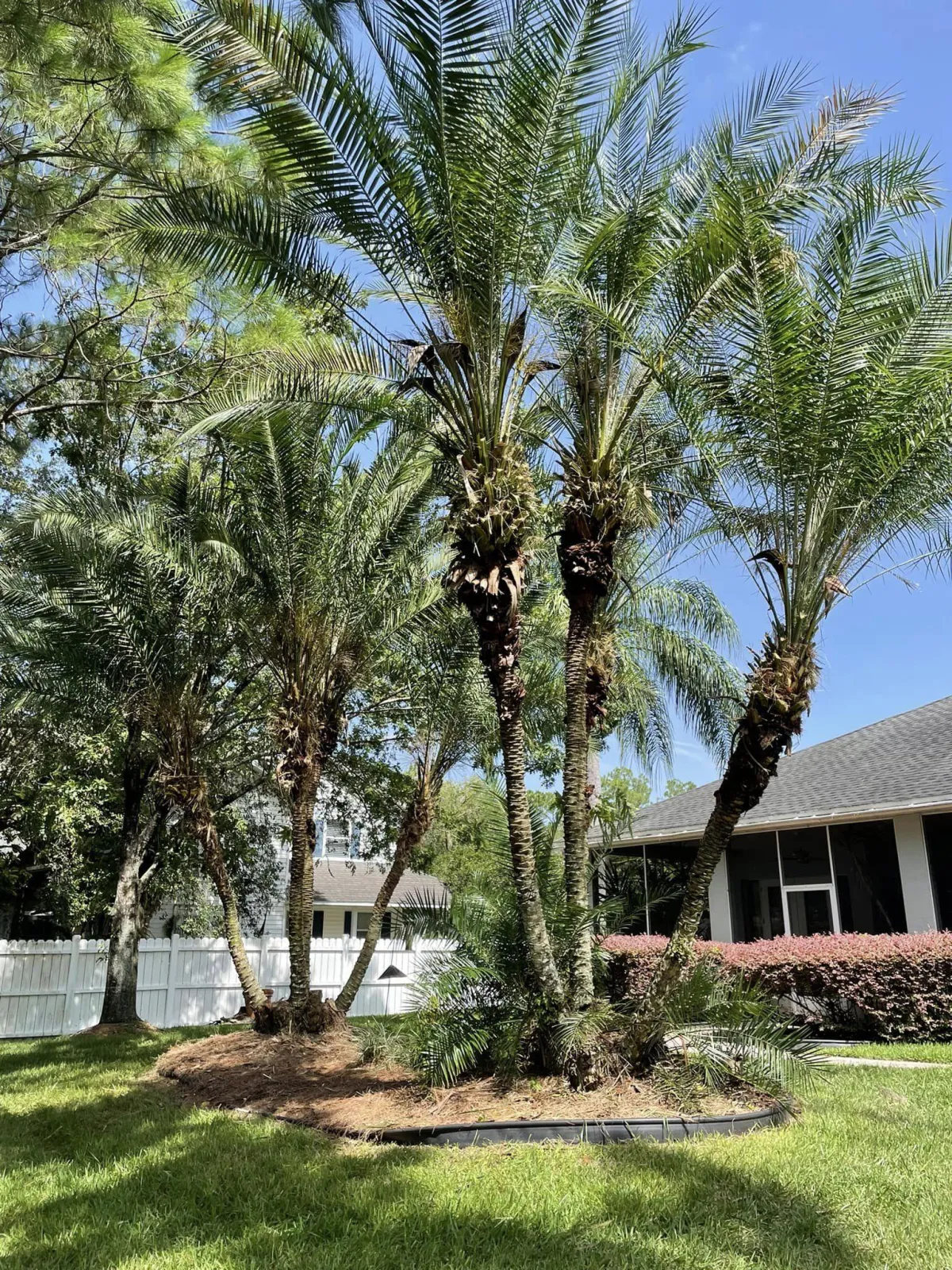 Landscaping south Tampa