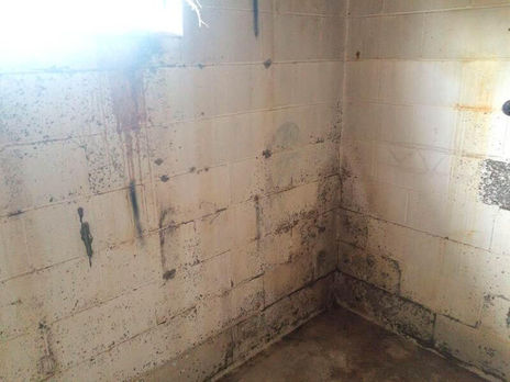 Mold in the Basement?