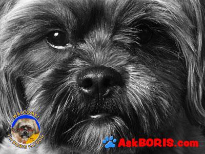 Boris the Dog at AskBoris.com