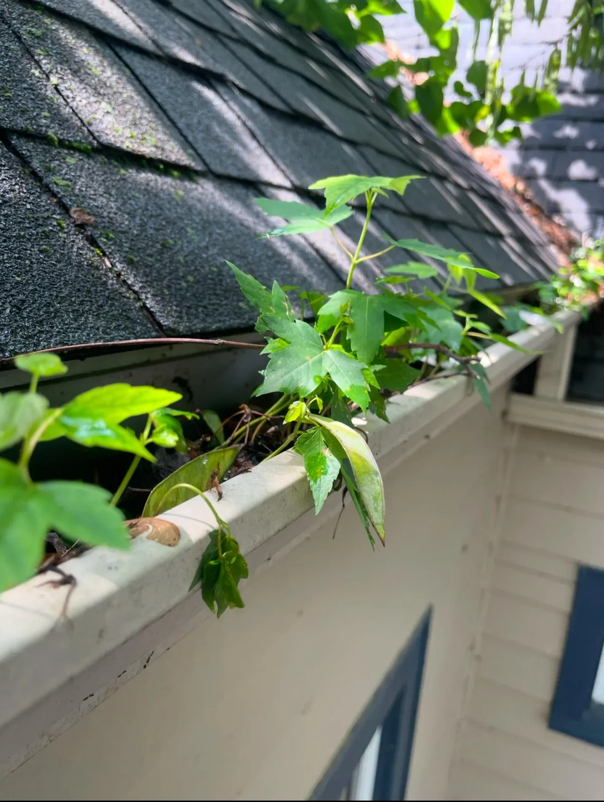 clogged gutter system with plants growing inside