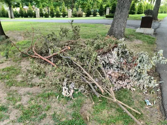 tree branches with leaves on the grass of a park