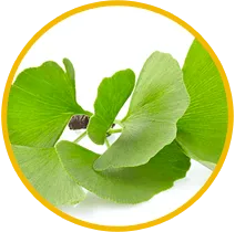 ginkgo-biloba