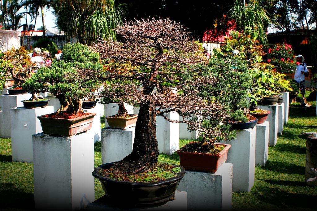 Find Your Quiet Moment at the Pacific Bonsai Museum: A Scenic Federal Way, WA Getaway with Rain City Car Rentals