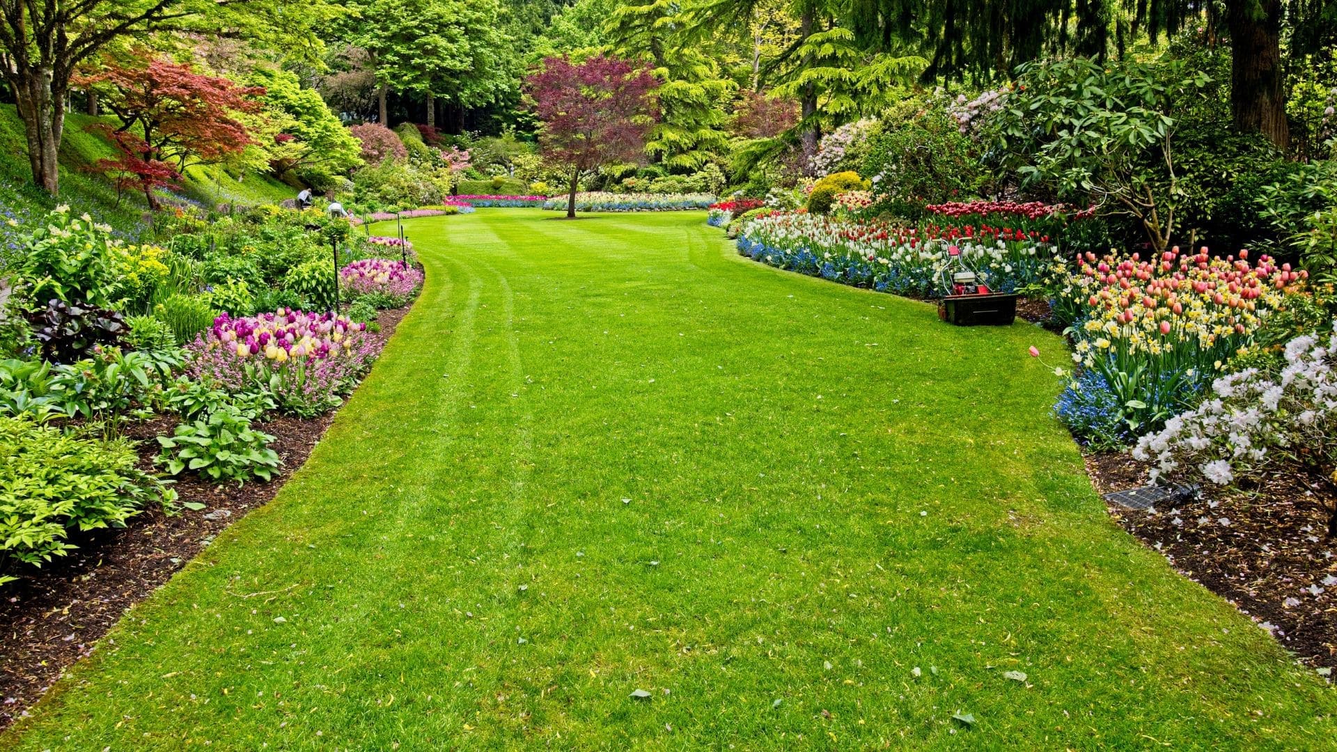 Landscaping Grass