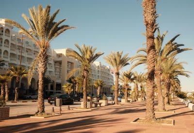 Palm Skinning in Costa Mesa